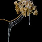Hydrangea In Winter On Black